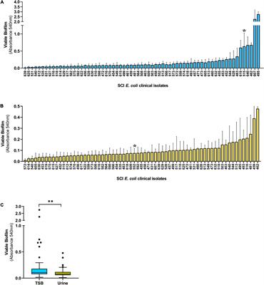 Development of Phage Cocktails to Treat E. coli Catheter-Associated Urinary Tract Infection and Associated Biofilms